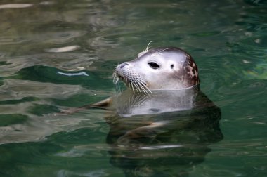 Large picture seal in the water clipart