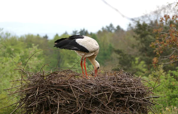 Grande cicogna bianca nel nido — Foto Stock