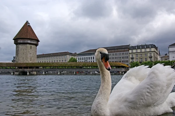 stock image Lucerne, Switzerland, the white swans on Lake Lucerne on the background bri