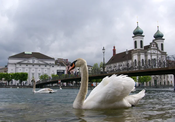 Lucerne, Switzerland, the white swans on Lake Lucerne on the background bri — Stock Photo, Image