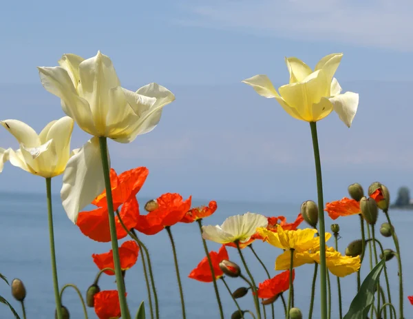 Tulipes et coquelicots sur fond de ciel — Photo