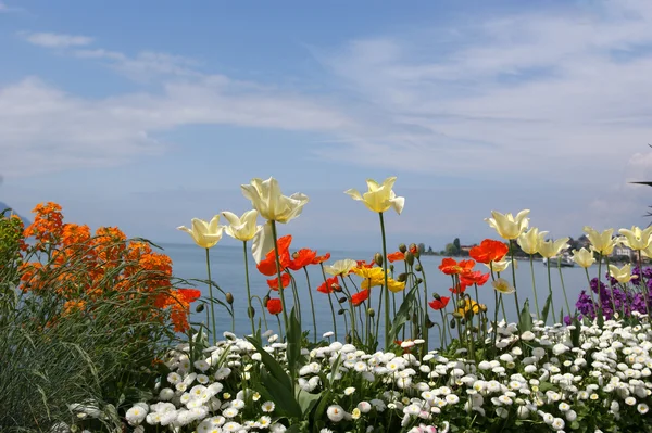 stock image Tulips and poppies on a background of sky