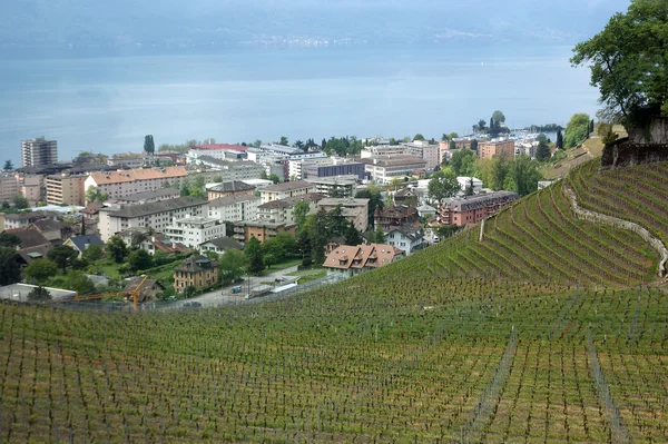 Üzüm bağları ve binalar şehrin Montreux, İsviçre görüntüleme — Stok fotoğraf
