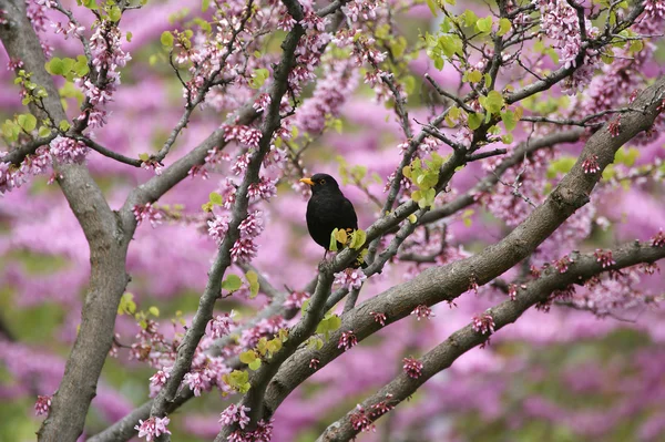 stock image A flowering tree with pink flowers and black little bird