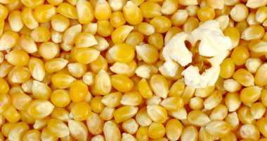 Popcorn on Corn Background clipart