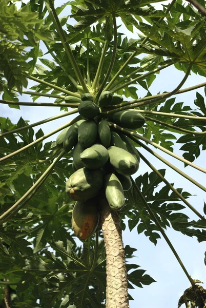 Papaya ağacını