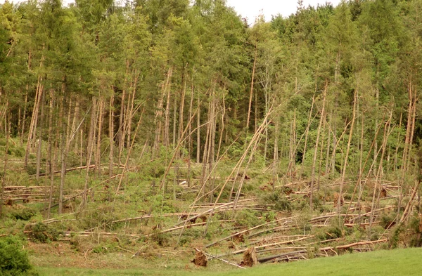 stock image After the hurricane.