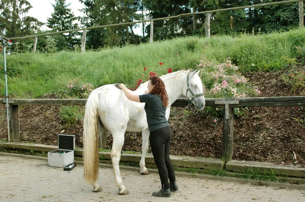 一个女人照顾一匹马. — 图库照片