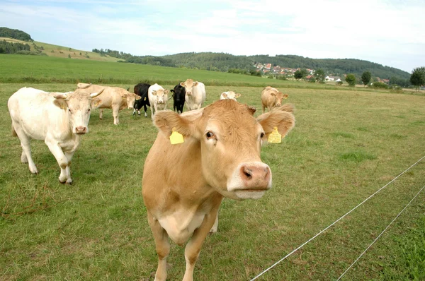 วัวในทุ่งหญ้า . — ภาพถ่ายสต็อก