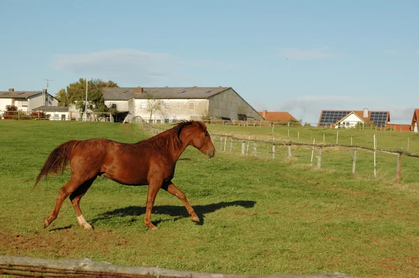 馬は牧草地で実行します。. — ストック写真