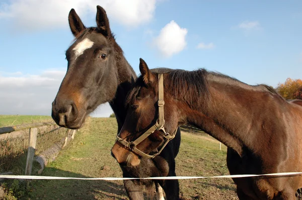 De hoofden van twee paarden. — Stockfoto