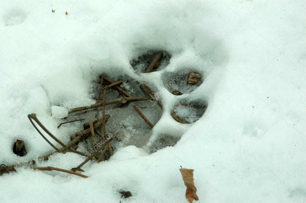 Trace of a tiger.