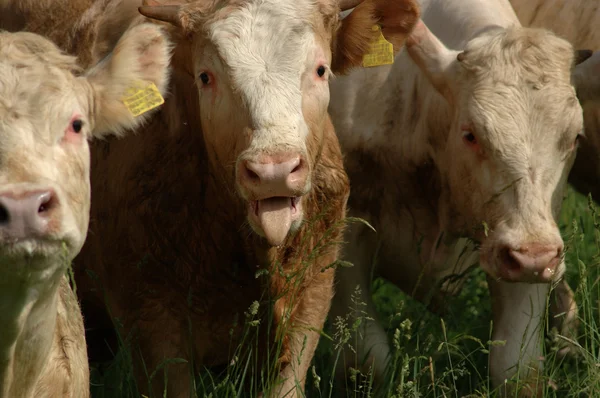 Una vaca muestra la lengua . —  Fotos de Stock