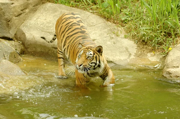Tiger goes across the river. — Stock Photo, Image