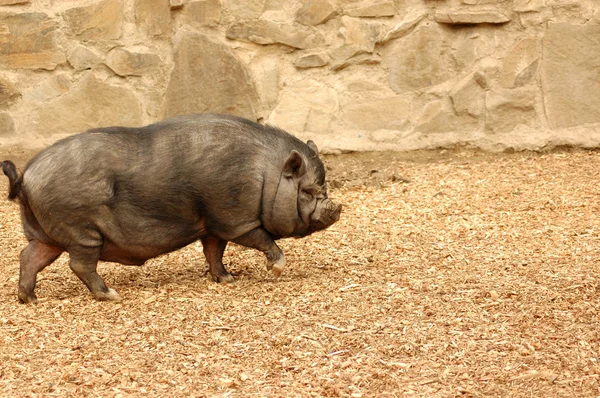 Porc. — Photo