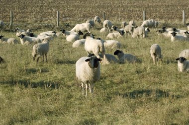 Sheep graze. clipart