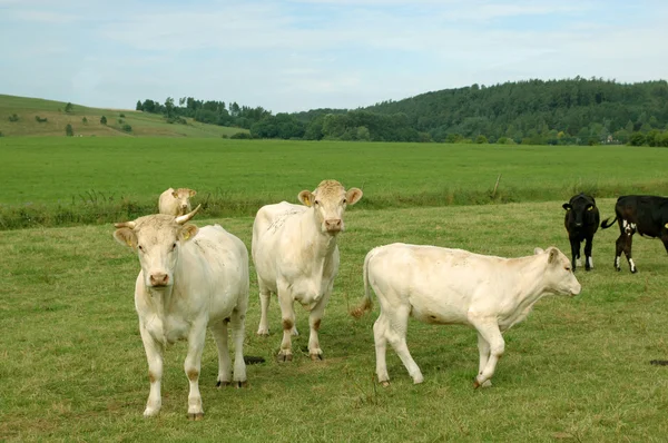 Krowy na pastwisku. — Zdjęcie stockowe