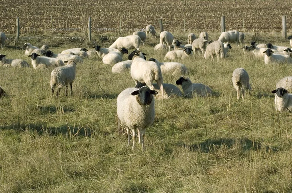 Pasą się owce. — Zdjęcie stockowe