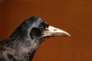 Rook (Corvus frugilegus) clipart