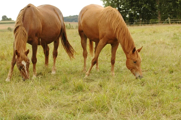 牧草地にいる馬は. — ストック写真
