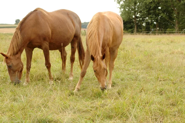 Paarden in de wei. — Stockfoto