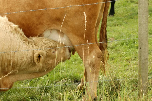 Kalv suger en ko. — Stockfoto