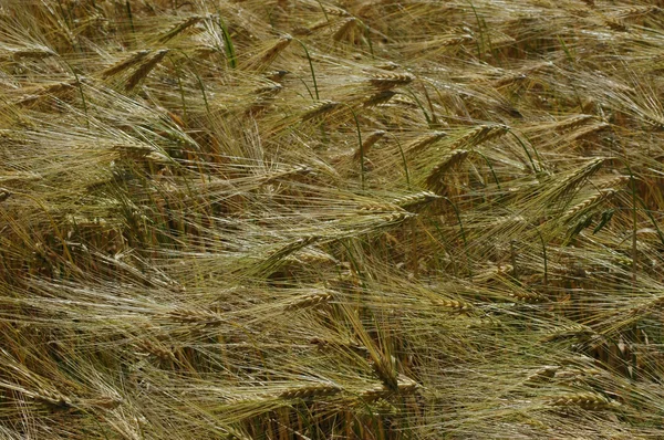 호 밀의 분야 — 스톡 사진