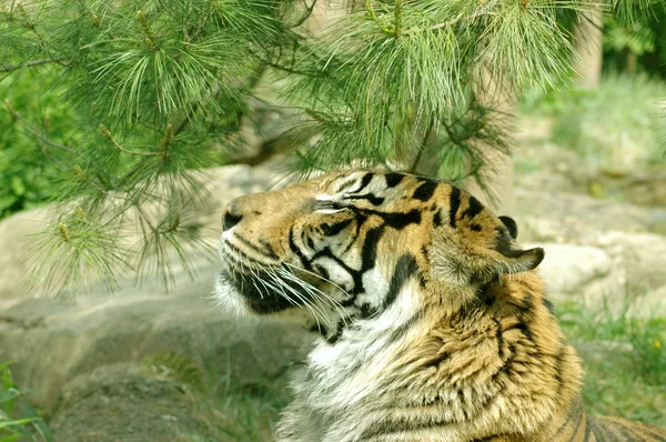 Tigre cheira a fragrância . — Fotografia de Stock