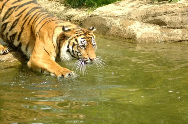 Тигр (panthera тигр ). — стокове фото