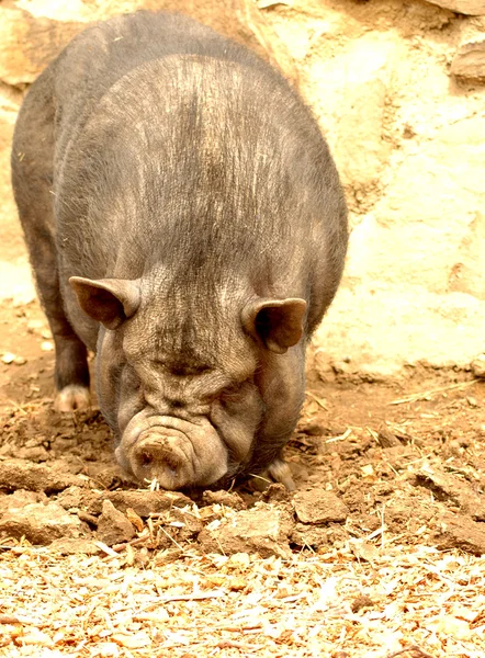Göbekli domuz. — Stok fotoğraf