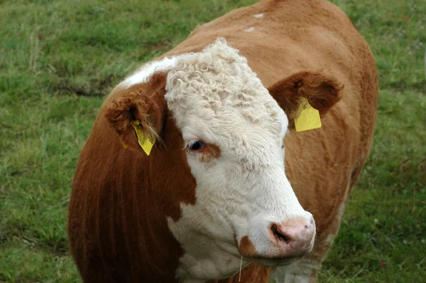 Vaca . — Fotografia de Stock