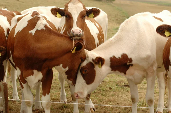 Коровы . — стоковое фото