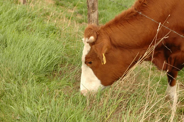 Uma vaca come erva. . — Fotografia de Stock