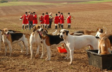 Foxhounds. clipart