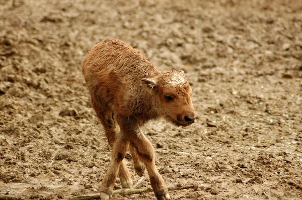 Newborn. Calf bison. — Stock Photo, Image