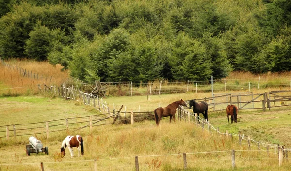 Koně na pastvině. — Stock fotografie