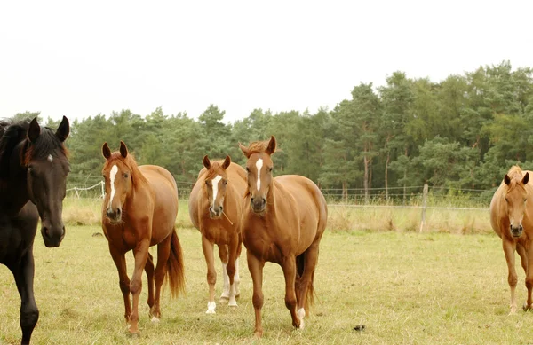 Fyra hästar. Stockbild