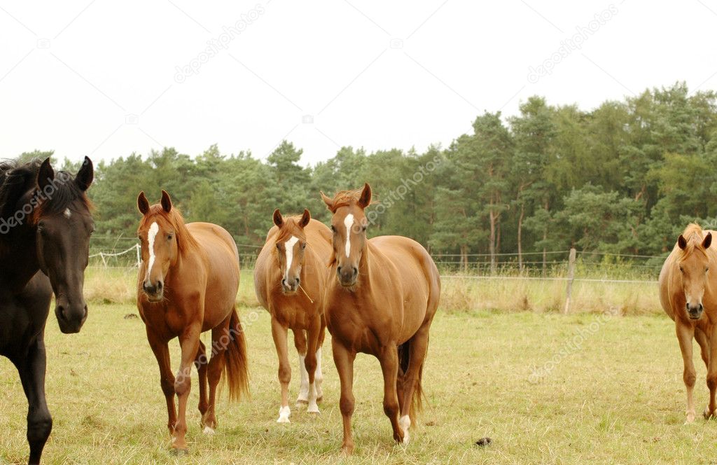 Four horses.
