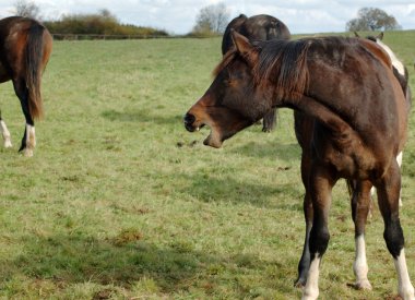 Neigh. clipart