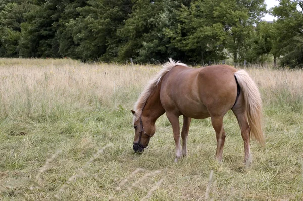 牧草地で馬は. — ストック写真