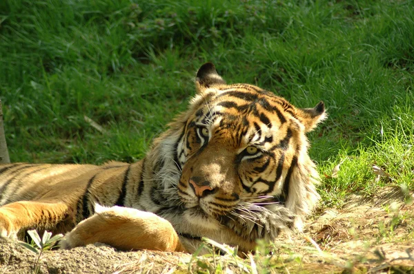 Tygrys (panthera tigris) — Zdjęcie stockowe
