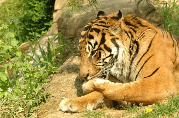Tigre lambendo a pata . — Fotografia de Stock