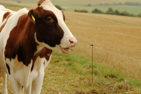 Cow. — Stock Photo, Image