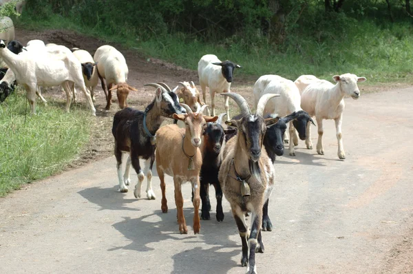 Keçi, koyunları liderleri — Stok fotoğraf