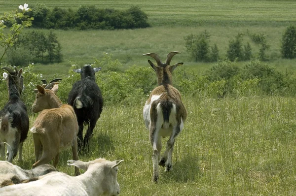 Goats are the leaders of sheeps — Stock Photo, Image