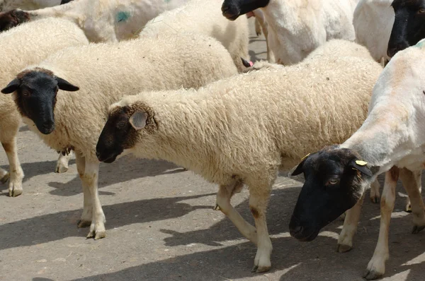 Стадо овец . — стоковое фото