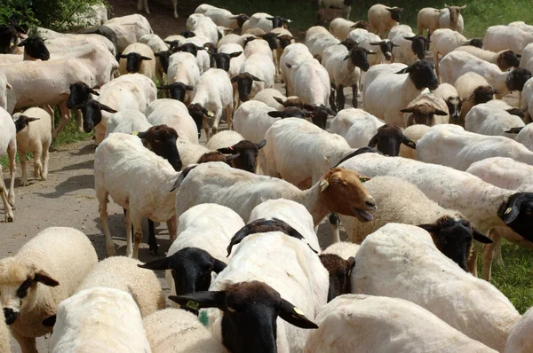 Черноголовая персидская овца — стоковое фото