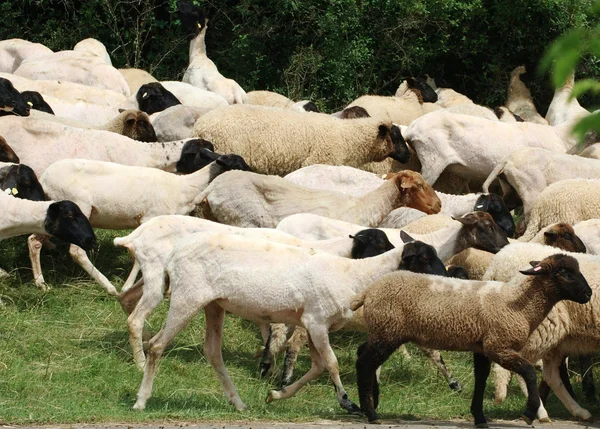 Les moutons courent sur la route . — Photo