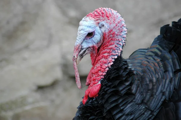 Portrait of a turkey. — Stock Photo, Image