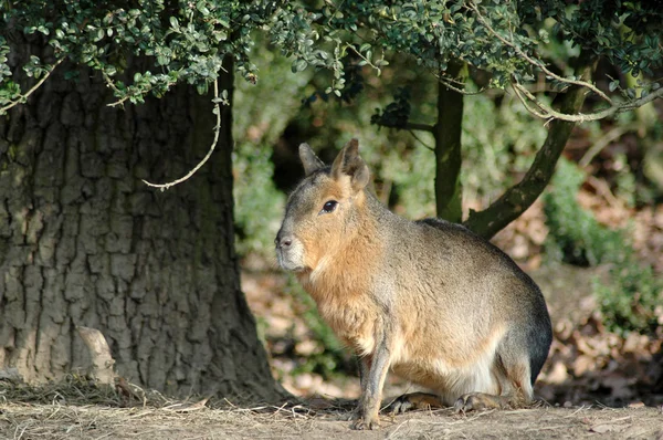 Patagonian cavy — Stock Photo, Image